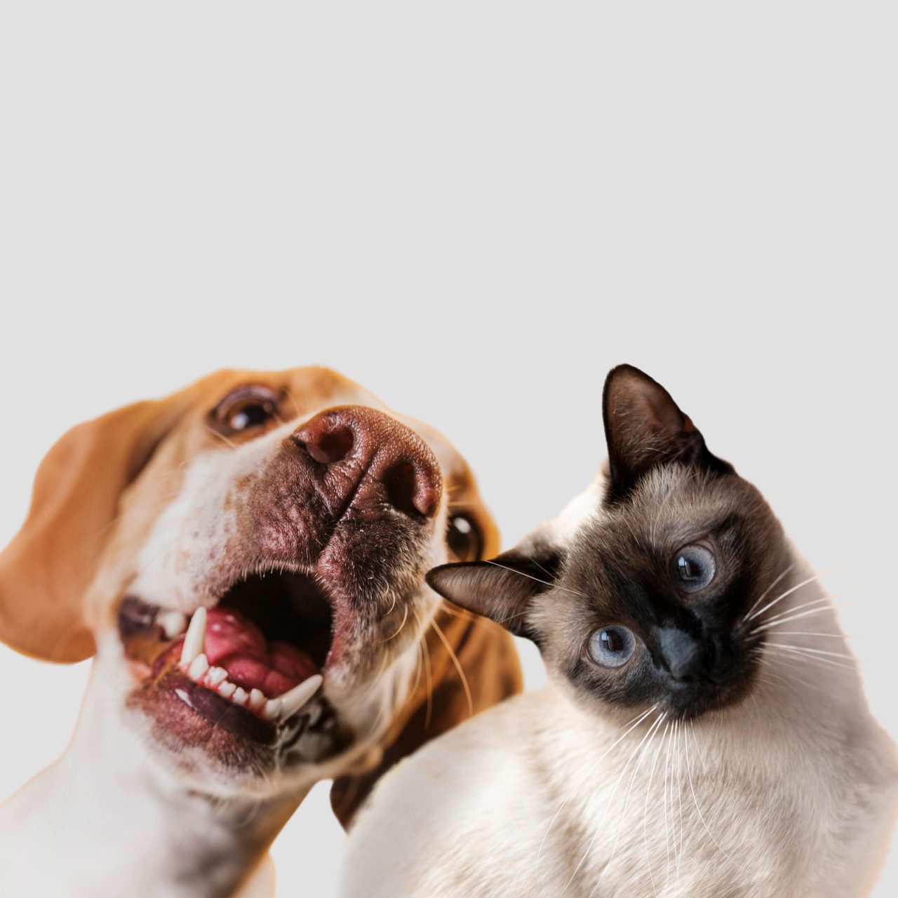 IA para falar com animais? Centro de pesquisa quer transformar ficção em realidade