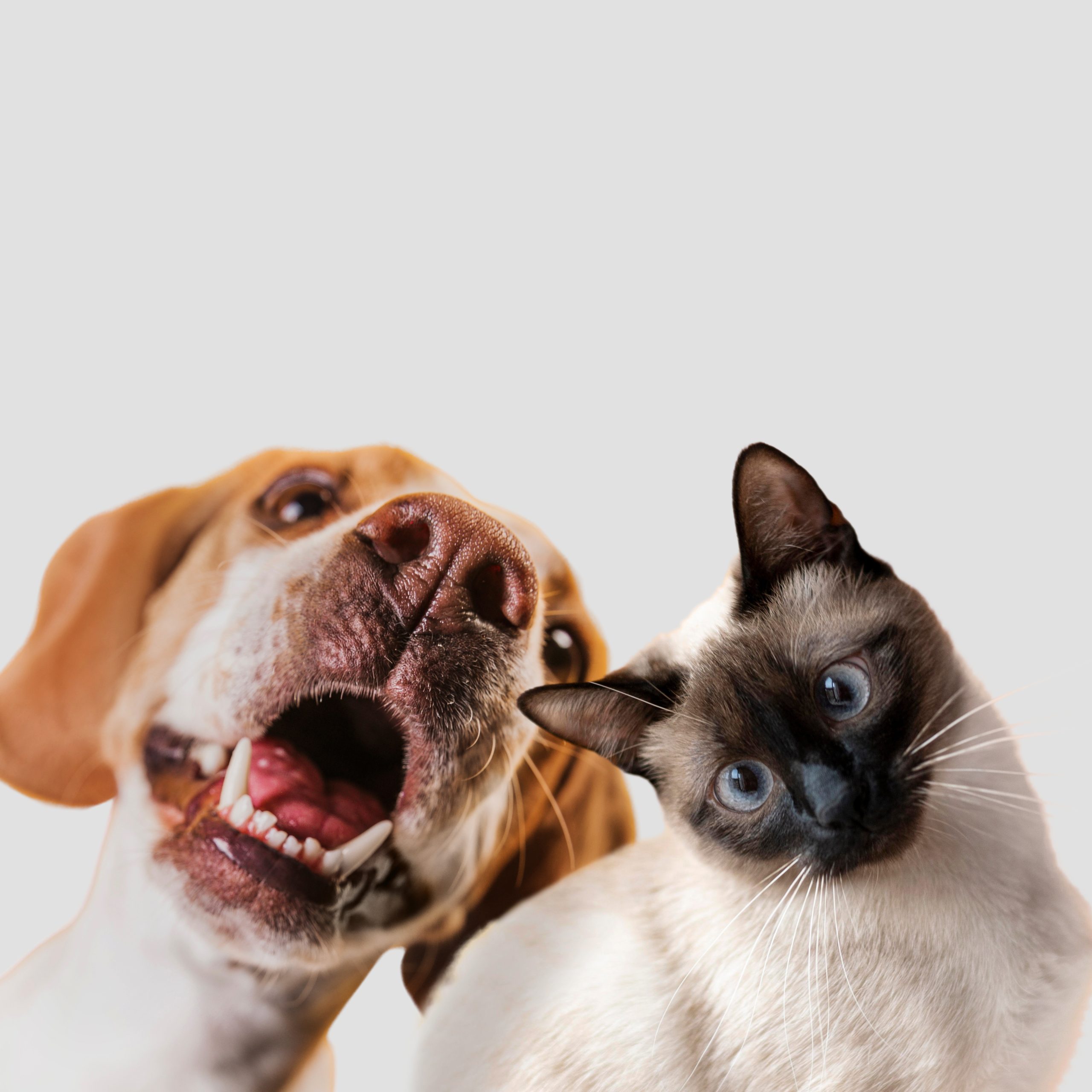 IA para falar com animais? Centro de pesquisa quer transformar ficção em realidade